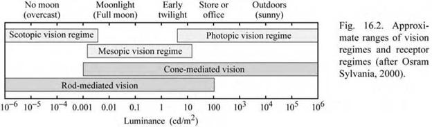 Light receptors of the human eye