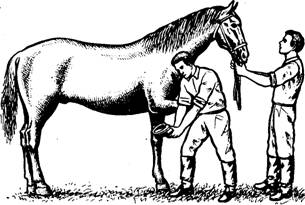 Подготовка и техника ковки лошадей