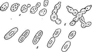 Рассмотрите рисунок с изображением дрожжей какое. Размножение дрожжей почкованием. Размножение дрожжей делением. Размножение микроорганизмов почкованием. Бинарное деление дрожжей.